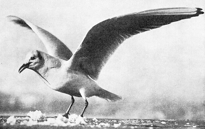 The Downward and Backward Movement of the Wings of a Gull